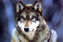 WWF---Grey-Wolf-Poster-C10281430